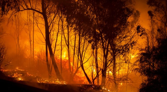 Les incendies en Algérie ont fait 15 morts et 26 blessés Incendies