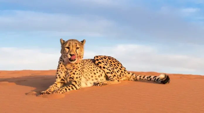 Le guépard saharien « Amayas » repéré dans l’Ahaggar à Tamanrasset