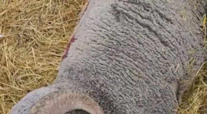 Alger : L’auteur de la vidéo sur la mort de trois moutons importés arrêté