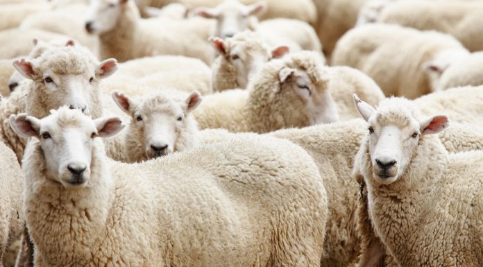 Aïd al-Adha : La date du début de la vente des moutons importés fixée