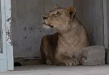 Voici le sort de la lionne de Hassi Messaoud