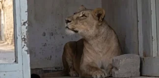 Voici le sort de la lionne de Hassi Messaoud