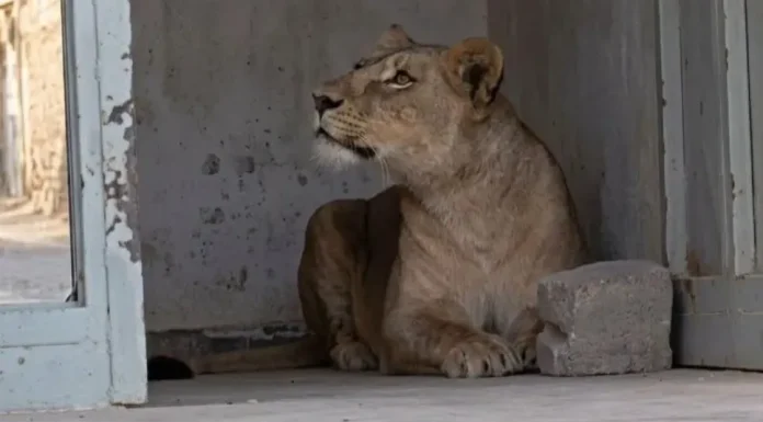 Voici le sort de la lionne de Hassi Messaoud
