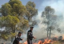 Incendies en Algérie : 118 foyers éteints, 5 encore actifs