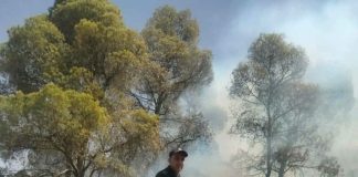 Incendies en Algérie : 118 foyers éteints, 5 encore actifs